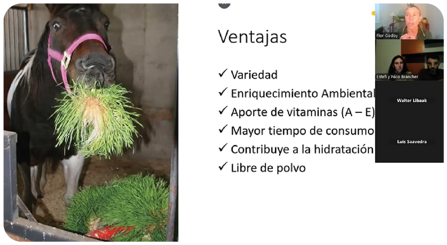Meetings con Expertos