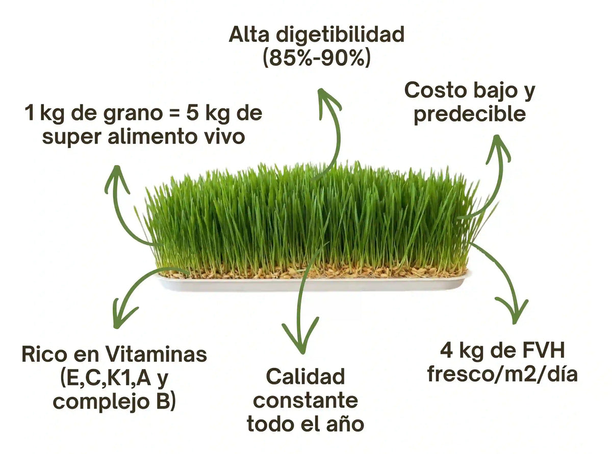 FVH Producción