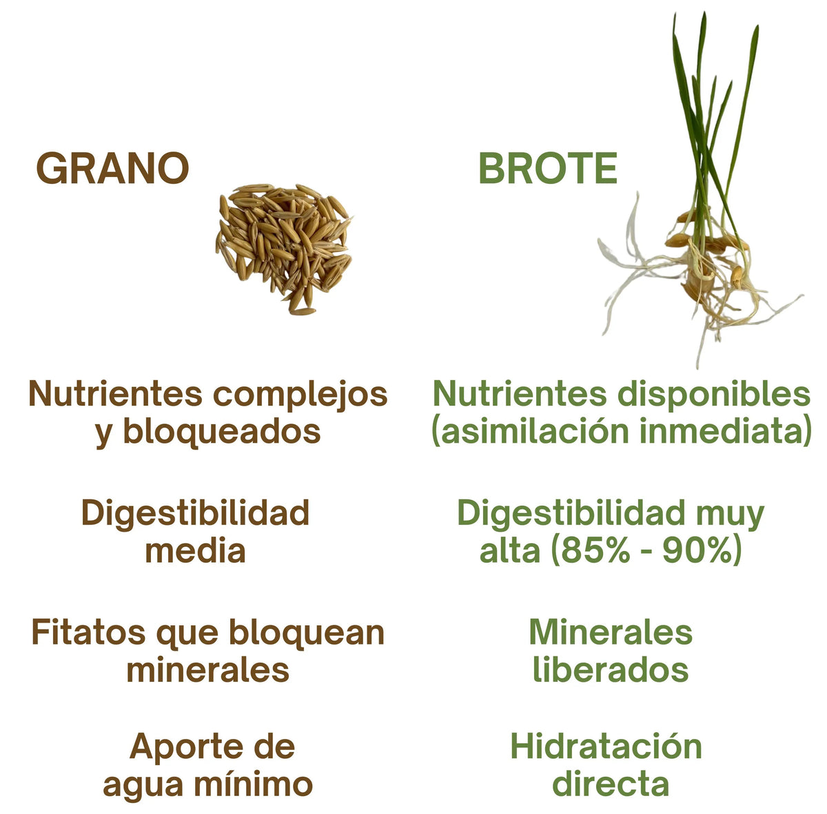 FVH vs Grano
